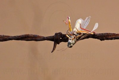_MG_5454 Loggerhead Shrike's impaled food.jpg