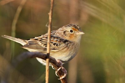 _MG_2634 Grasshopper Sparrow.jpg
