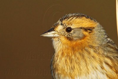 _MG_1315crop Nelson's Sharp-tailed Sparrow.jpg