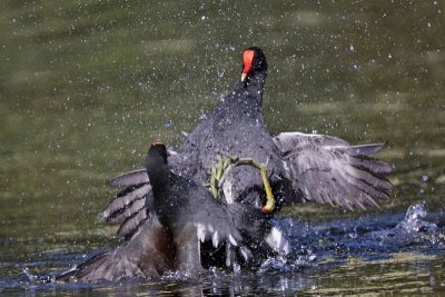 _MG_7986 Common Moorhen.jpg