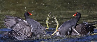 Common Moorhens fighting