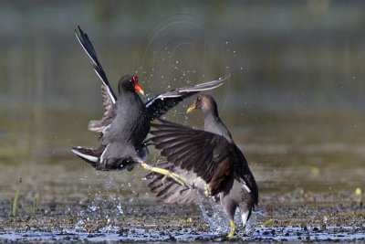 _MG_9251 Common Moorhen.jpg