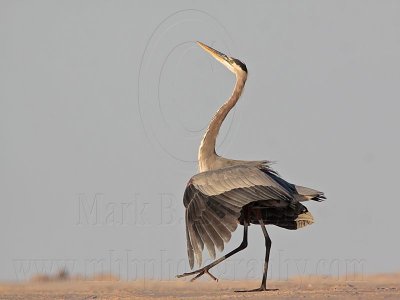 Great Blue Heron Upright and Spread Wing display