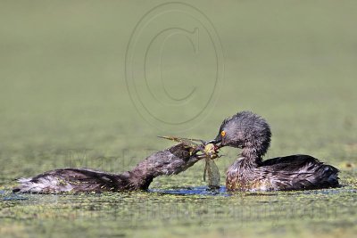 _MG_0610 Least Grebe.jpg