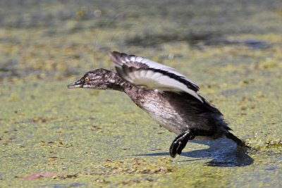 _MG_0758 Least Grebe.jpg