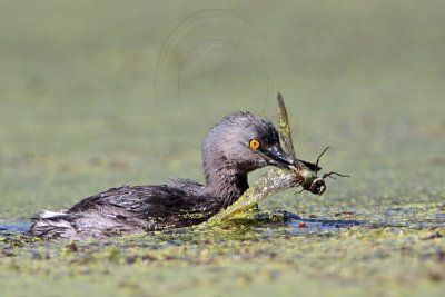 _MG_1179 Least Grebe.jpg