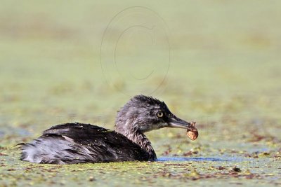 _MG_1983 Least Grebe.jpg