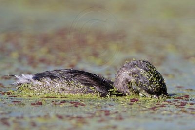 _MG_2063 Least Grebe.jpg