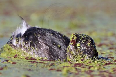 _MG_2135 Least Grebe.jpg