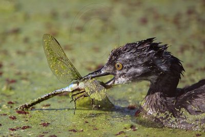 _MG_3653 Least Grebe.jpg