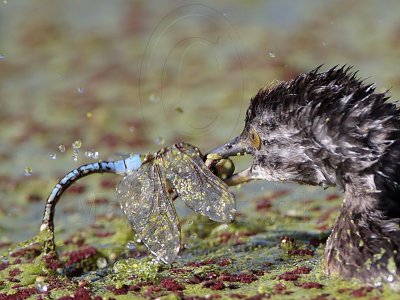 _MG_3700 Least Grebe.jpg