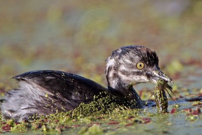 _MG_4286 Least Grebe.jpg