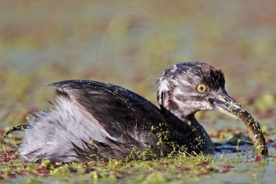 _MG_4299 Least Grebe.jpg