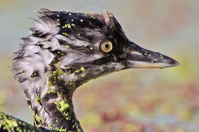 Least Grebe  Juvenile Portraits  BBSP Oct-Nov 2009