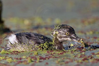 _MG_4449 Least Grebe.jpg