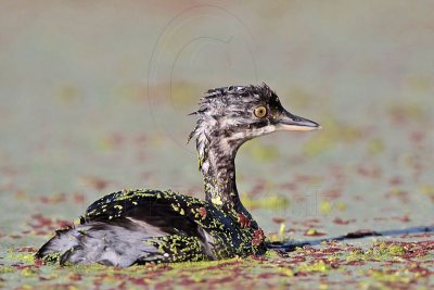 _MG_4482 Least Grebe.jpg