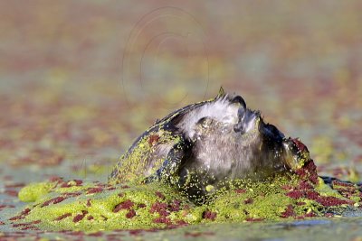 Least Grebe  Foraging Techniques - diving