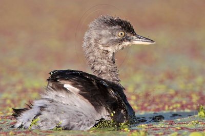 _MG_5113 Least Grebe.jpg