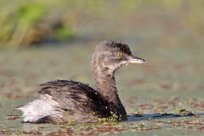 _MG_5195 Least Grebe.jpg