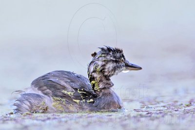 _MG_6378 Least Grebe.jpg