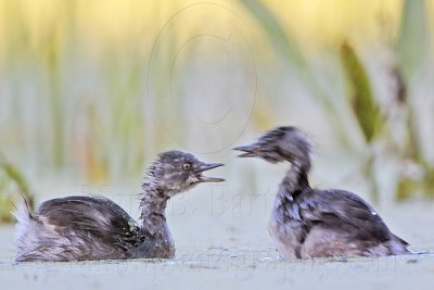 _MG_6985 Least Grebe.jpg