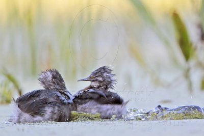 _MG_6986 Least Grebe.jpg