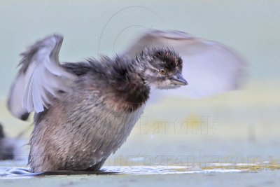 _MG_7172 Least Grebe.jpg