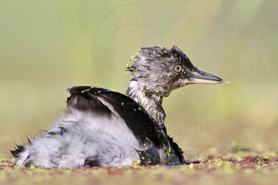 _MG_8870 Least Grebe.jpg