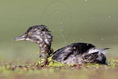 _MG_8978 Least Grebe.jpg