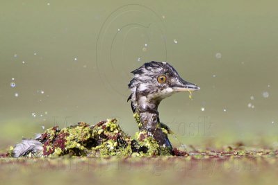 _MG_8995 Least Grebe.jpg