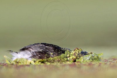 _MG_9008 Least Grebe.jpg