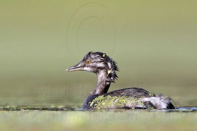 _MG_9042 Least Grebe.jpg