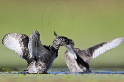 _MG_9186 Least Grebe.jpg