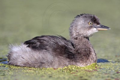 _MG_3688 Least Grebe.jpg