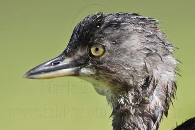 _MG_1516crop Least Grebe.jpg