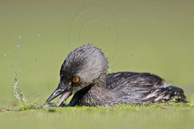_MG_1553 Least Grebe.jpg
