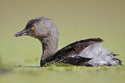 _MG_1657 Least Grebe.jpg