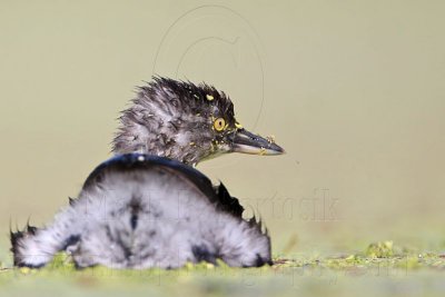 _MG_1857 Least Grebe.jpg