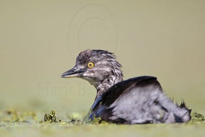 _MG_1935 Least Grebe.jpg