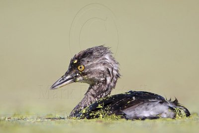 _MG_1959 Least Grebe.jpg