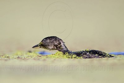 _MG_1970 Least Grebe.jpg