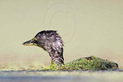 _MG_1987 Least Grebe.jpg