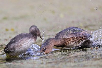 Least Grebe – Interspecific Interactions with Pied-billed Grebe BBSP