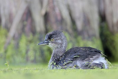 _MG_4352 Least Grebe.jpg