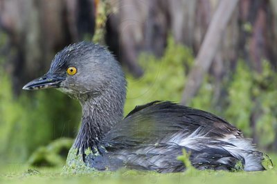 _MG_4394 Least Grebe.jpg