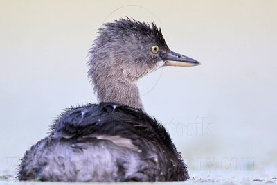 _MG_9864 Least Grebe.jpg