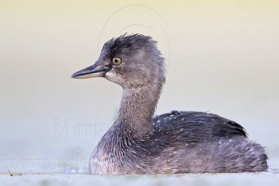 _MG_9877 Least Grebe.jpg