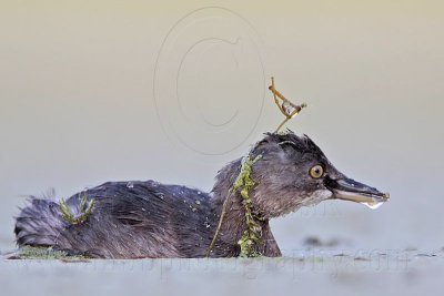 _MG_9966 Least Grebe.jpg