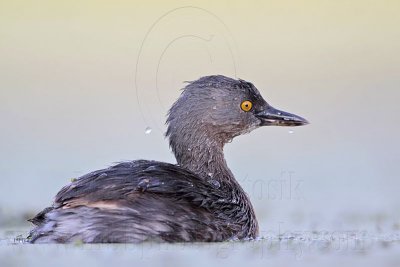 _MG_9997 Least Grebe.jpg