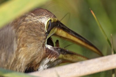 _MG_3176 American Bittern.jpg